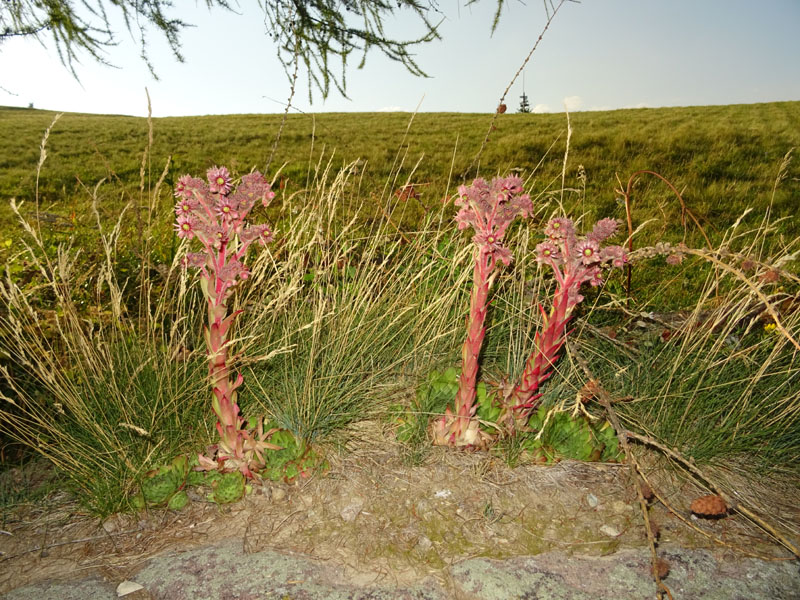 Sempervivum tectorum - Crassulaceae